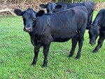 Local Beef - Shady Lake Farm