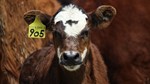 Eden Shale Calf