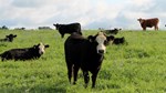 Cattle in Pasture